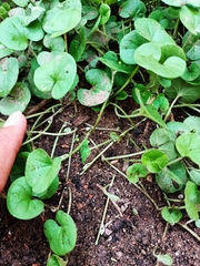 Dichondra