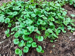 Dichondra
