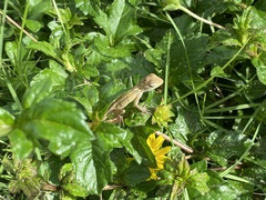 Calotes versicolor