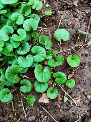 Dichondra