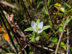 Lomatogonium rotatum