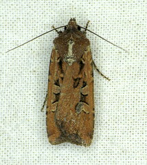 Euxoa ochrogaster