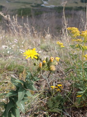 Hieracium robustum