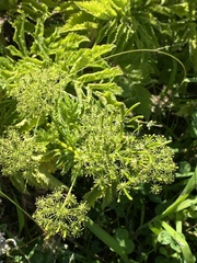 Chaerophyllum azoricum