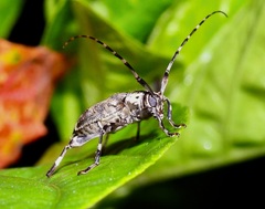 Graphisurus triangulifer