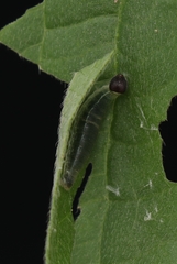 Pseudocoladenia dan