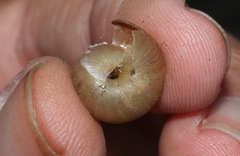 Helminthoglypta sanctaecrucis