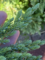 Juniperus brevifolia