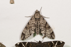 Notonagemia analis gressitti
