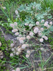 Trifolium arvense