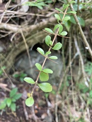Oplonia spinosa