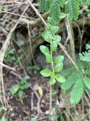 Oplonia spinosa