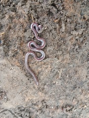 Indotyphlops braminus