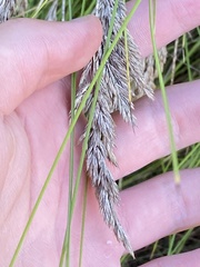 Festuca petraea