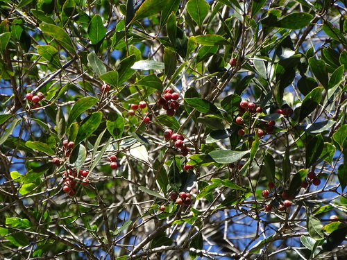 Image of Olinia ventosa by (c) Shaun Swanepoel, some rights reserved (CC BY)