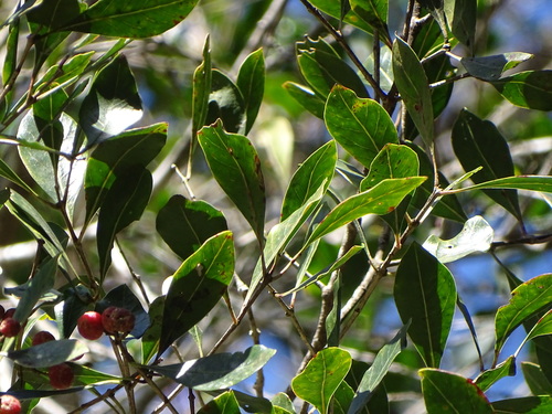 Image of Olinia ventosa by (c) Shaun Swanepoel, some rights reserved (CC BY)