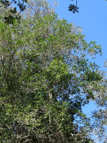 Image of Olinia ventosa by (c) Shaun Swanepoel, some rights reserved (CC BY)
