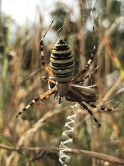 Argiope bruennichi
