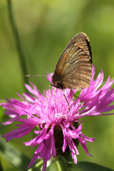 Erebia epiphron