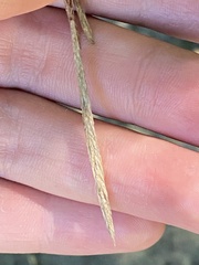 Carex vulcani