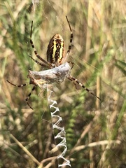 Argiope bruennichi