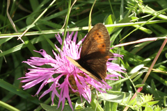 Erebia epiphron