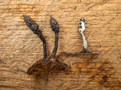 Xylaria apiculata