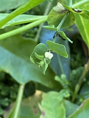 Euphorbia azorica