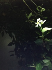 Trachelospermum jasminoides