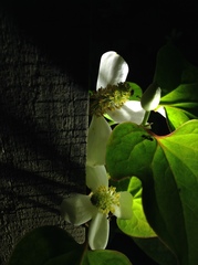 Houttuynia cordata