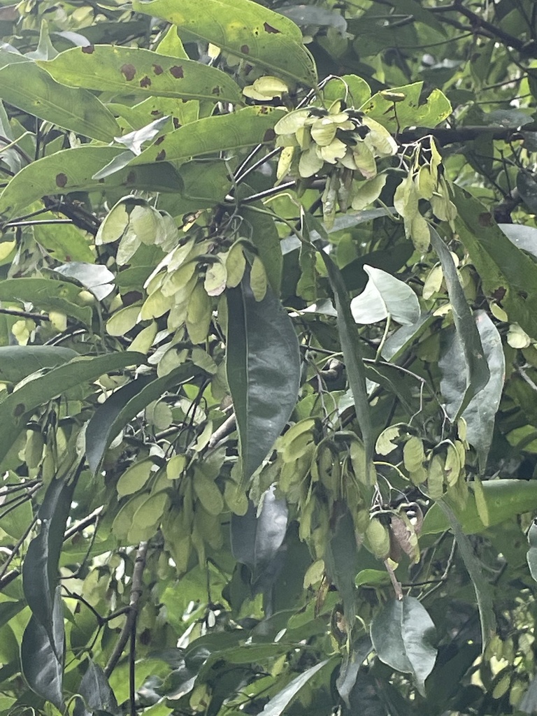 Acer albopurpurascens (Acer albopurpurascens)