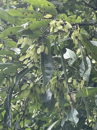 Acer albopurpurascens (Acer albopurpurascens)
