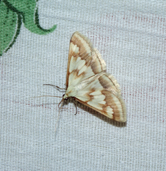 Ephelis cruentalis