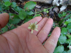 Gerbera cordata
