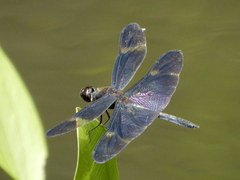 Rhyothemis regia