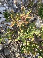 Thymus calcareus
