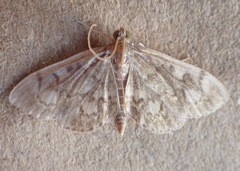 Anania tertialis