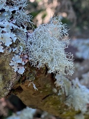 Usnea krogiana