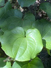 Smilax azorica