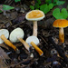 Gyroporus borealis - Photo (c) tombigelow, some rights reserved (CC BY-NC), uploaded by tombigelow