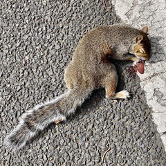 Sciurus carolinensis