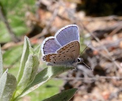 Plebejus melissa paradoxa
