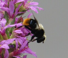Eristalis oestracea
