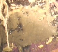 Halichondria panicea