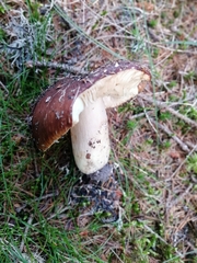 Russula viscida