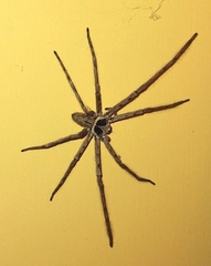 Heteropoda venatoria