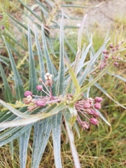 Asclepias brachystephana