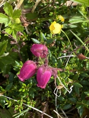 Daboecia azorica