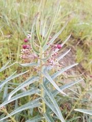 Asclepias brachystephana