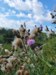 Cirsium arvense